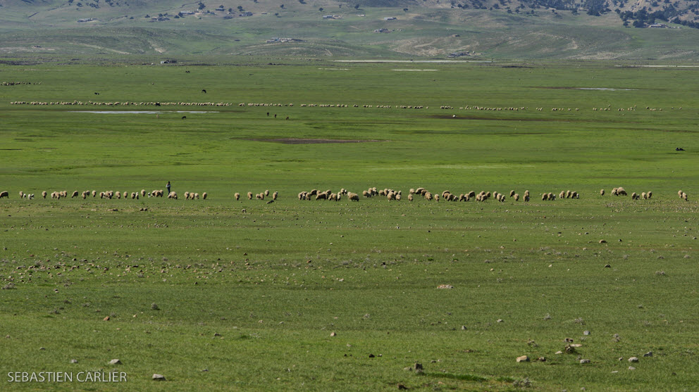 CEDRAIE DU MOYEN ATLAS Dar Ines Moulay Odriss Zerhoun Meknes